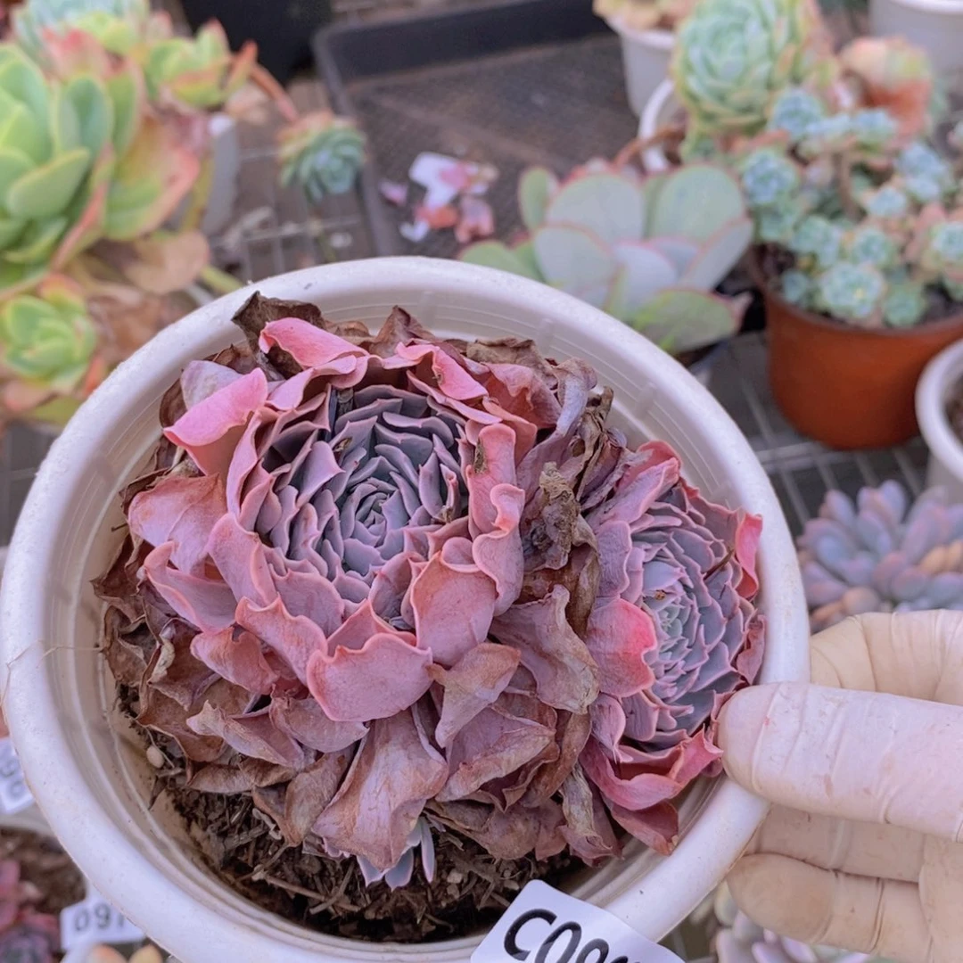 9837天赐一物一拍