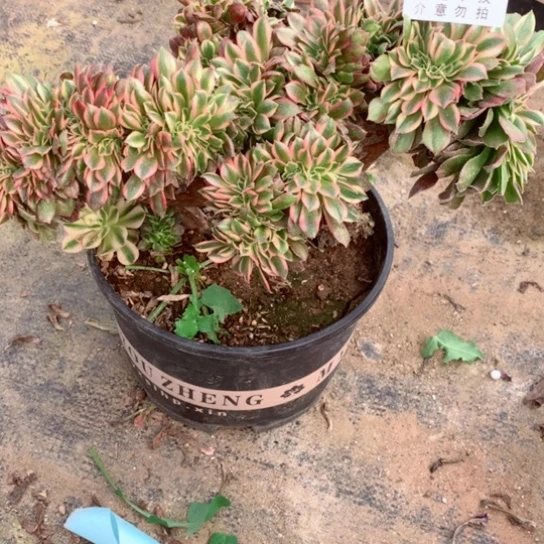 多肉植物香妃缀461不包