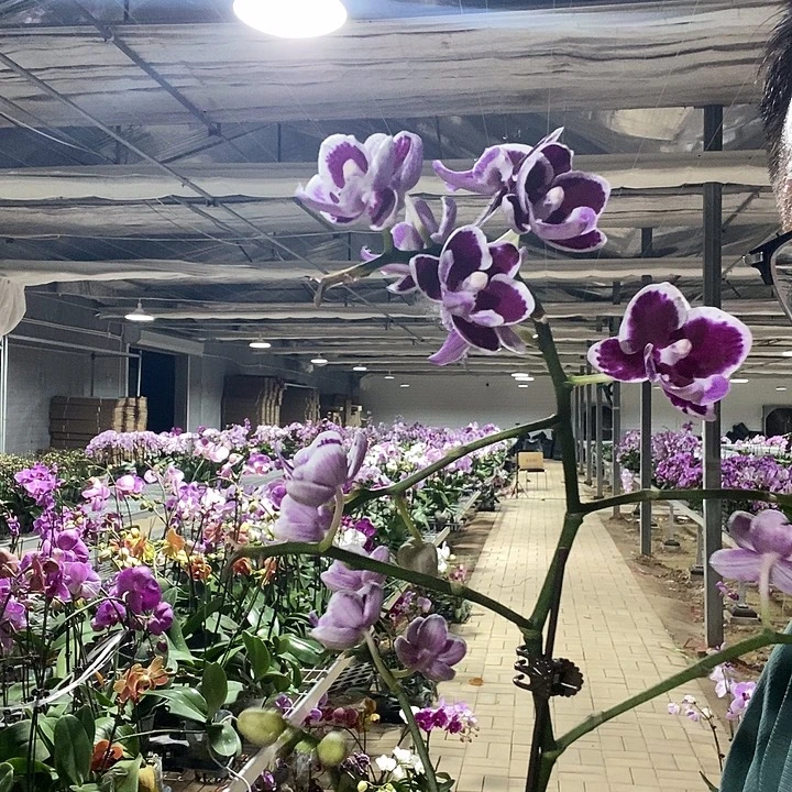 完全开放美琪巧克力048