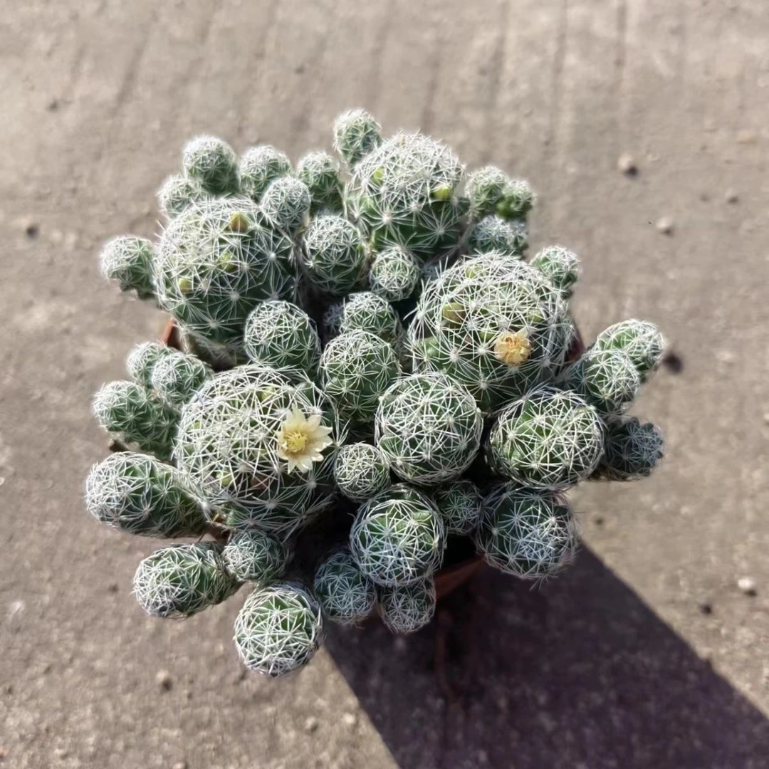 白鸟银手指仙人球开花多肉植物创意仙人掌小盆栽办公室桌面小盆栽