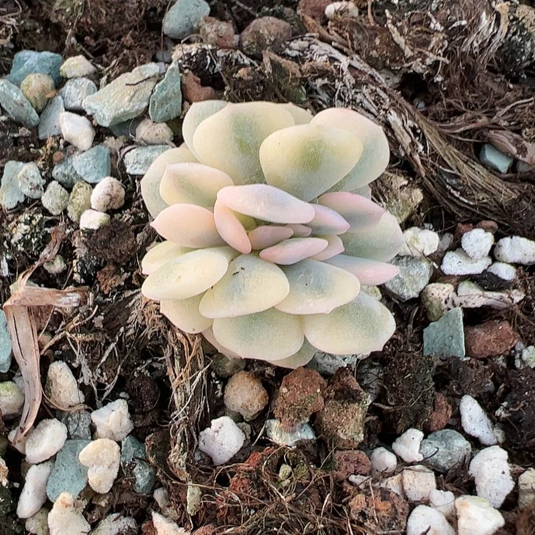 雪精灵锦锦缀，多肉植物