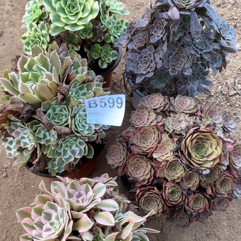 599五颗法师多肉植物
