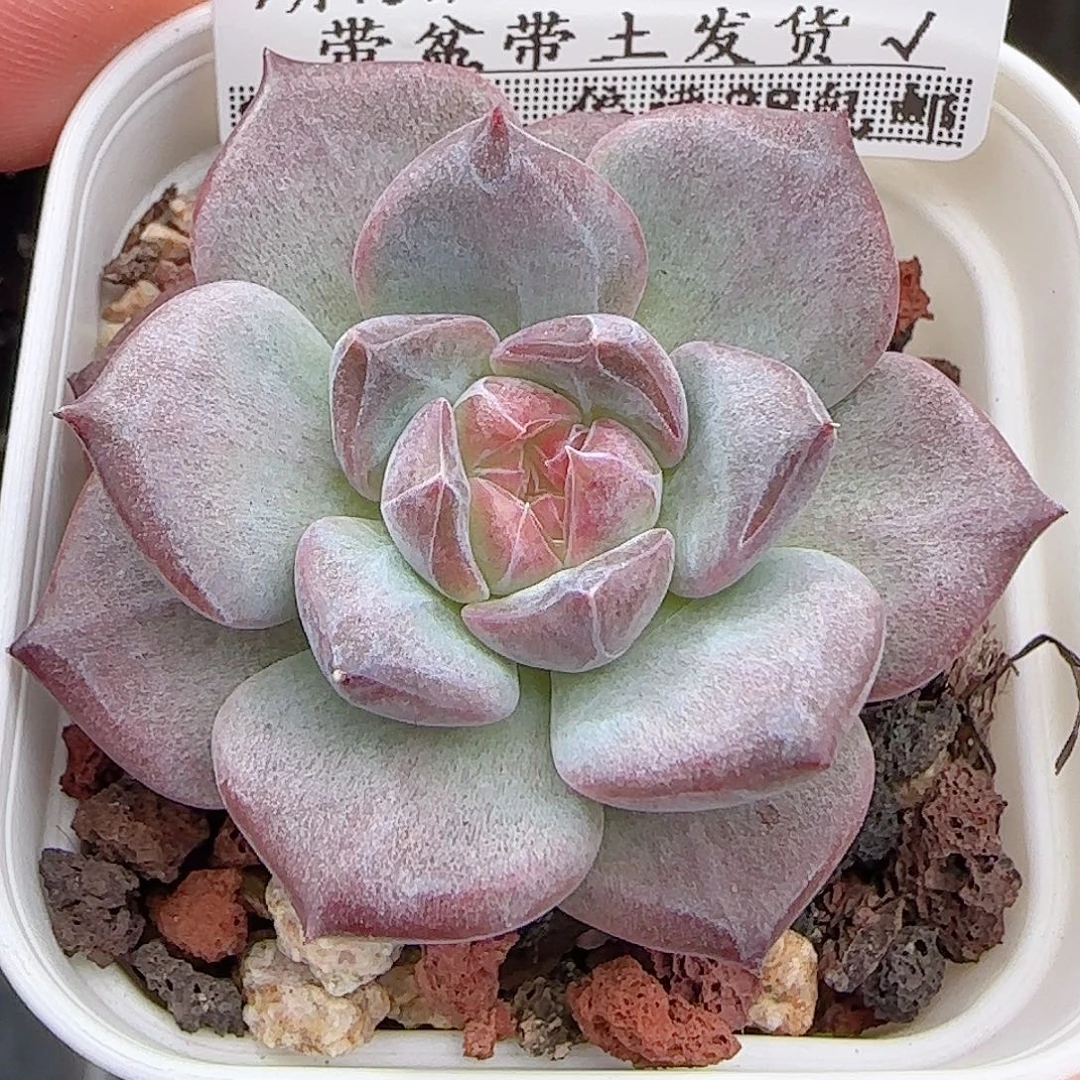 多肉0913-352琥珀天使珍妮