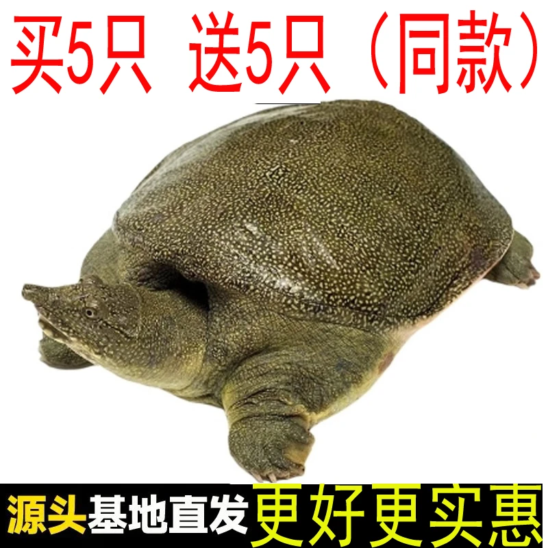 买5只送5只【包活送到 死了包赔】放养小甲鱼苗 小中华鳖苗活体鲜活
