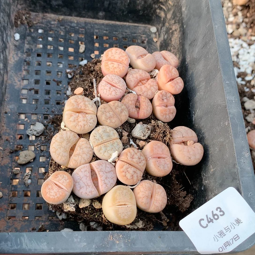 指***沙C463多肉植物保护