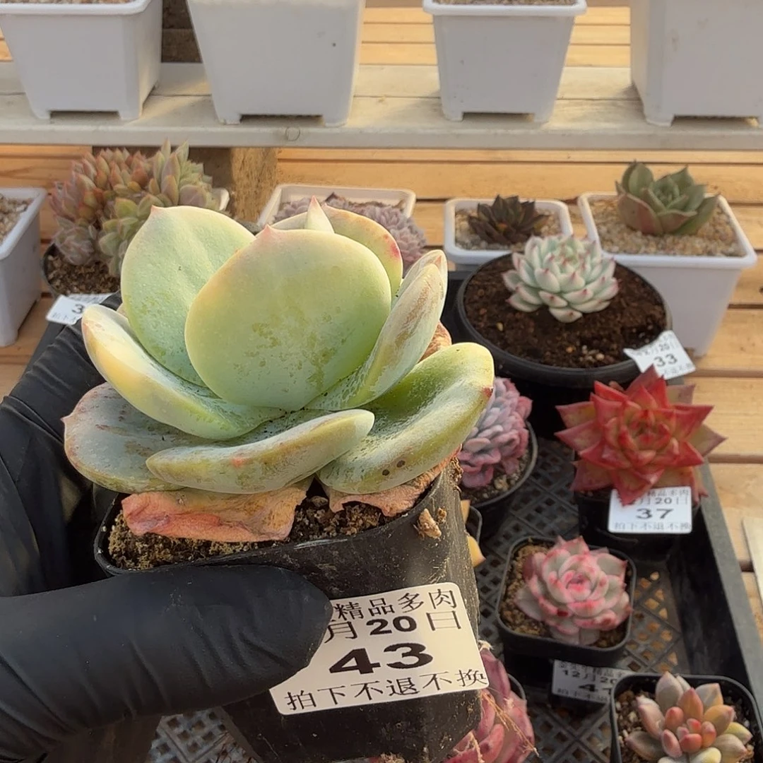 1220-43白风锦单头