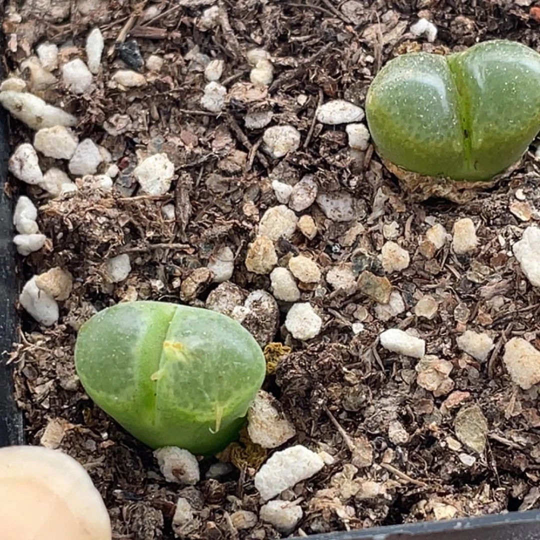 11-110风铃多肉植物