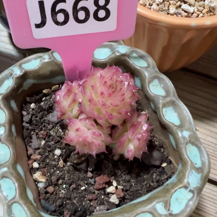 心***w极品麦秆群5cm多肉植物