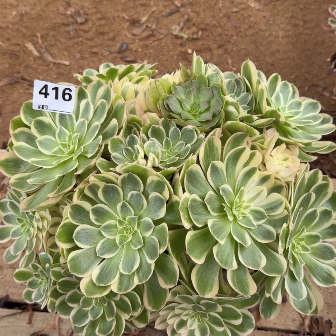 416孔雀多肉植物