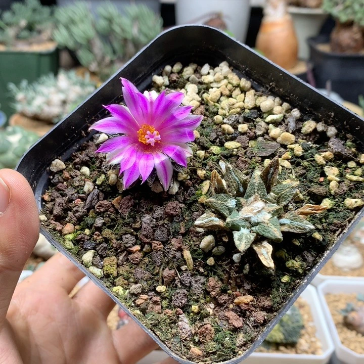 黑牡丹实生2颗带盆