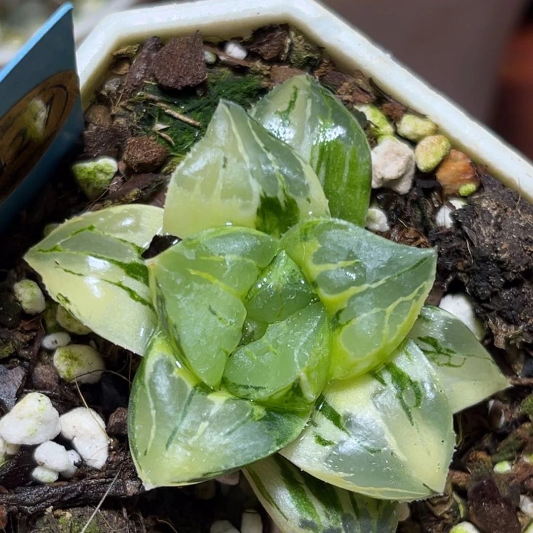 恭喜发财大吉大利0427莫迪卡