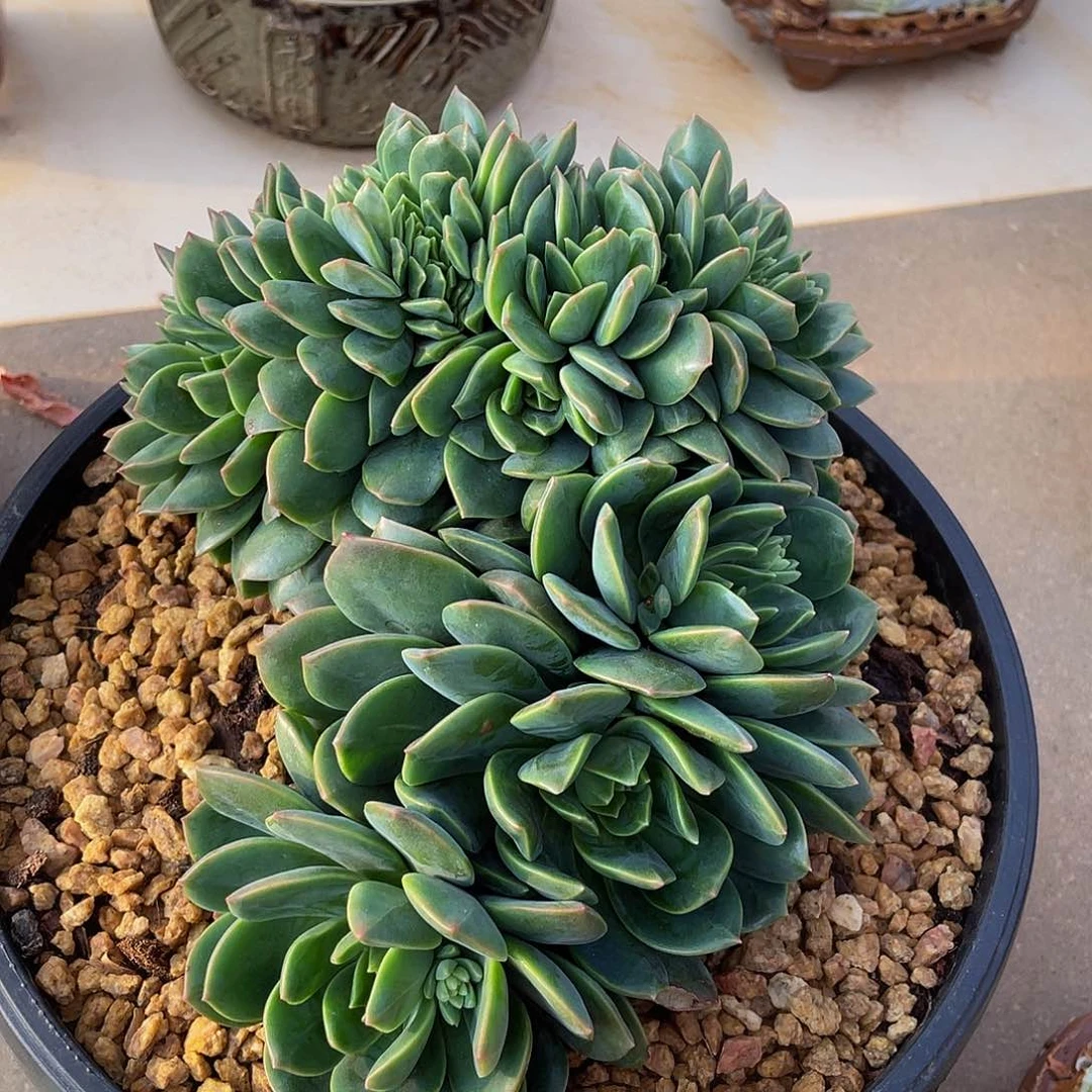 翠鸟多肉多肉多肉