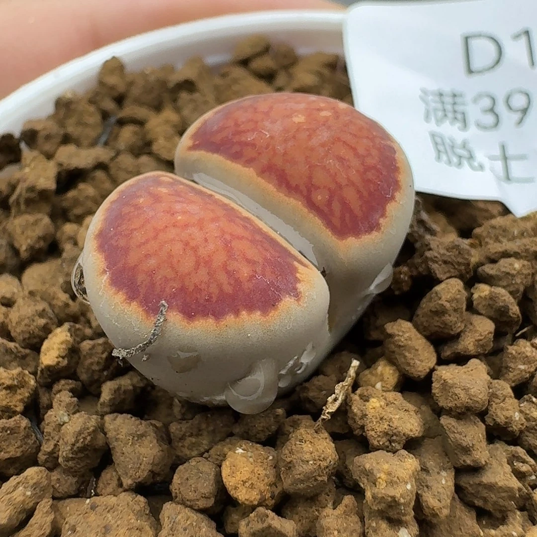 136多肉哥哥哈哈哈哈哈
