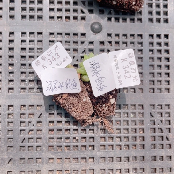 溺****342 343 带陶瓷盆发货 满28包邮