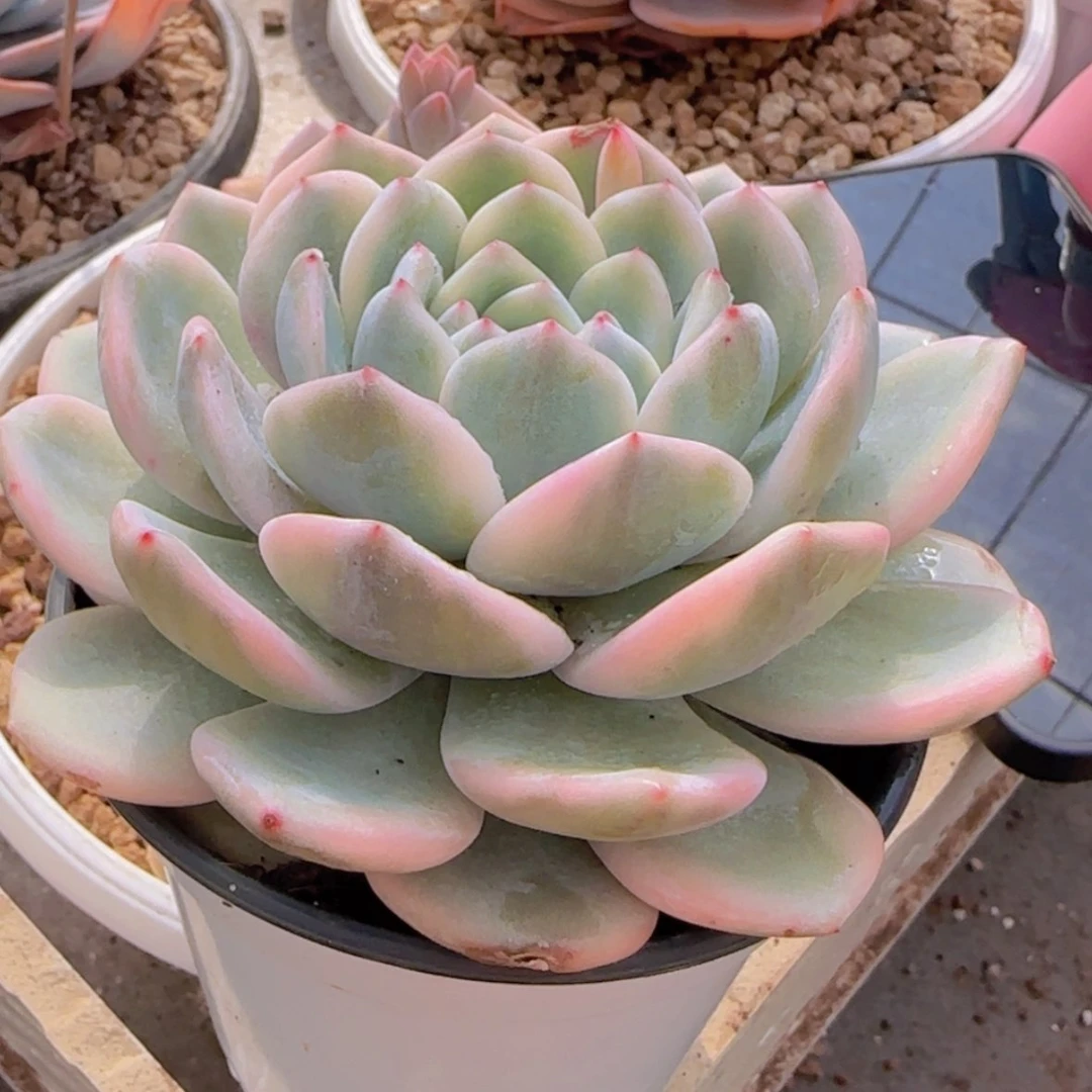 【闪购商品】橙梦露锦