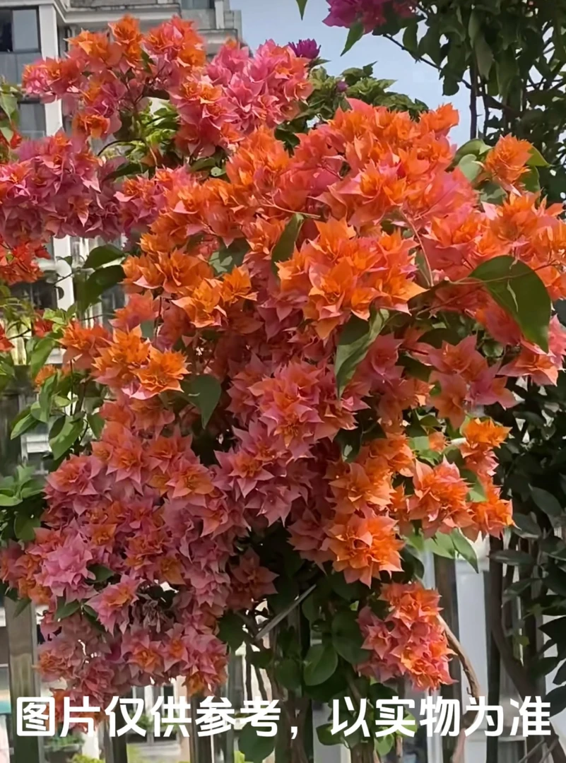 【重瓣橙】三角梅花卉勤花四季开花基地直发