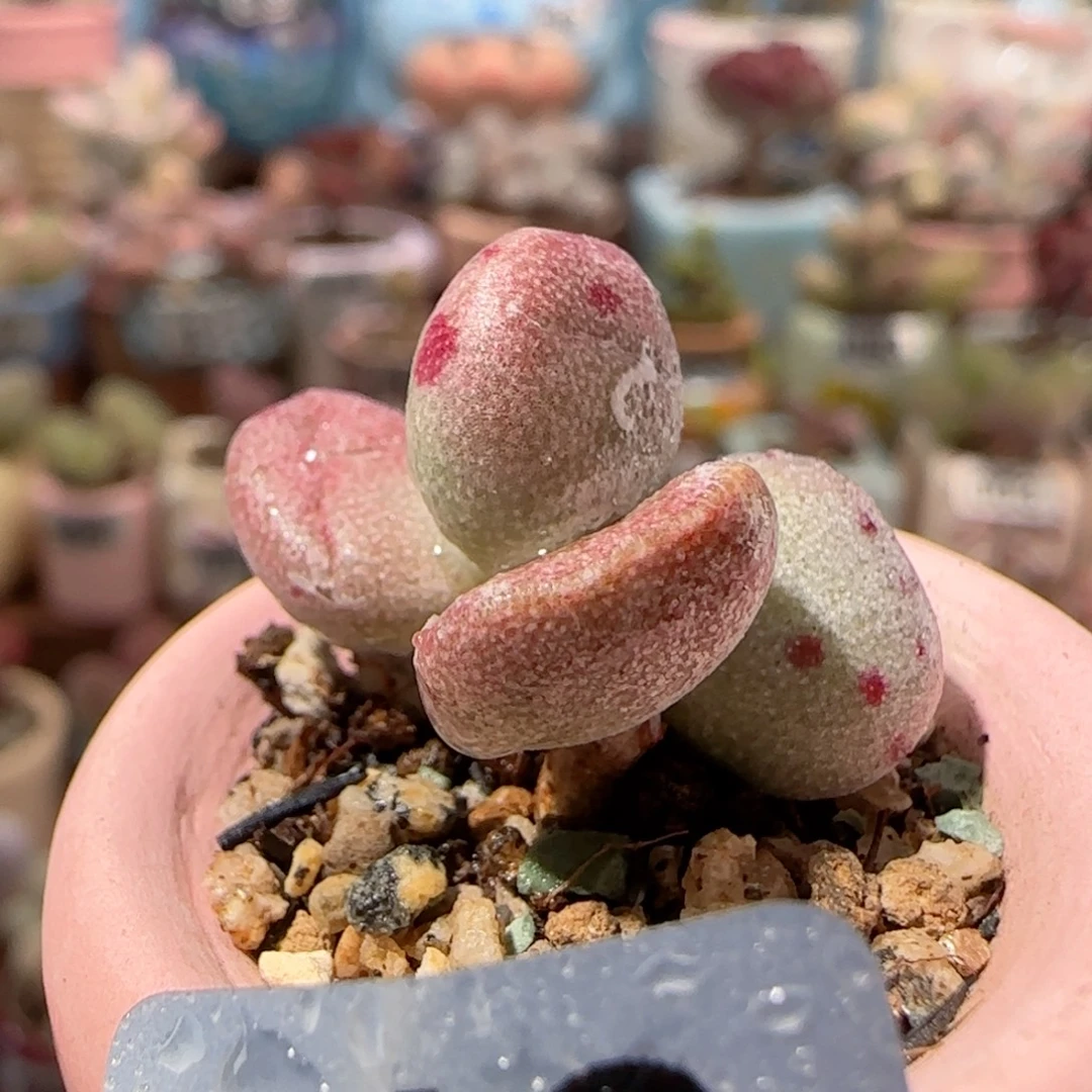 可爱恐龙蛋 盆口2cm