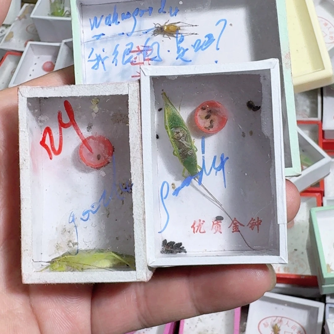 w***4蟋蟀蝈蝈你的电话怎么一直