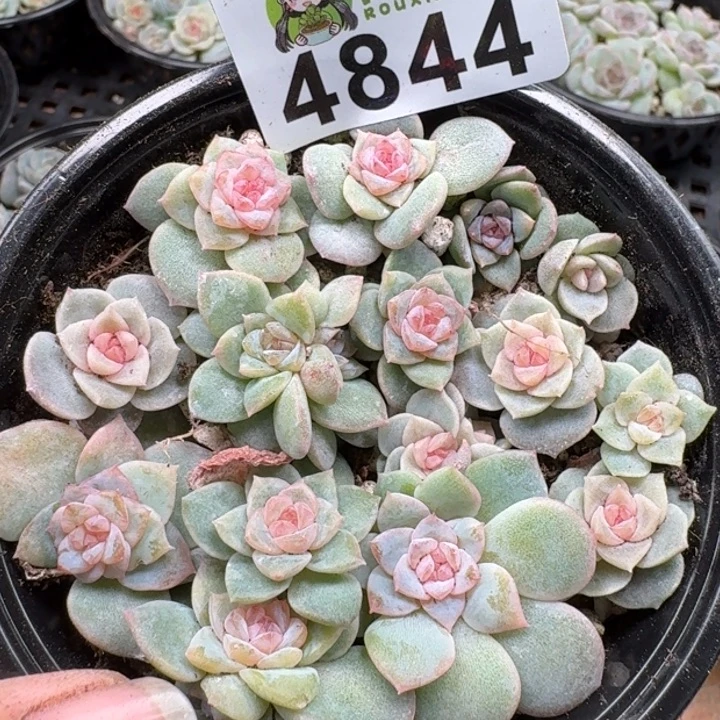 多肉植物多肉植物
