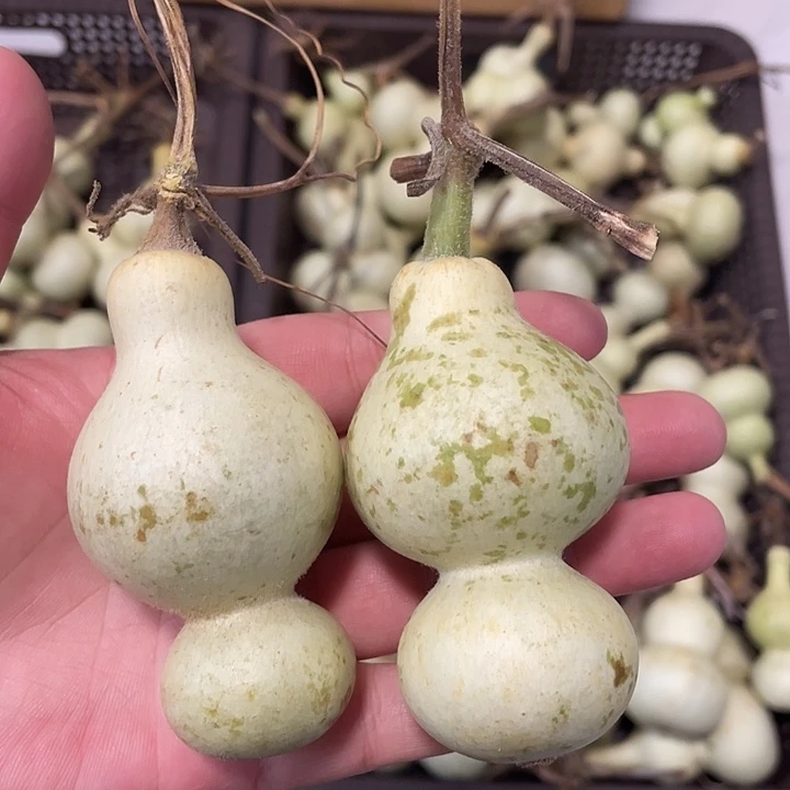 咋***啦感谢各位大哥支持  青皮不保成