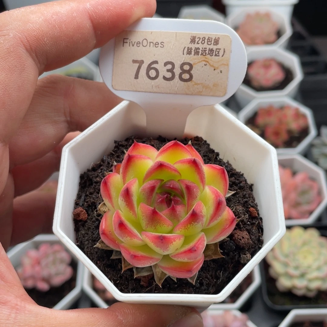 月亮石7638-4.5厘米