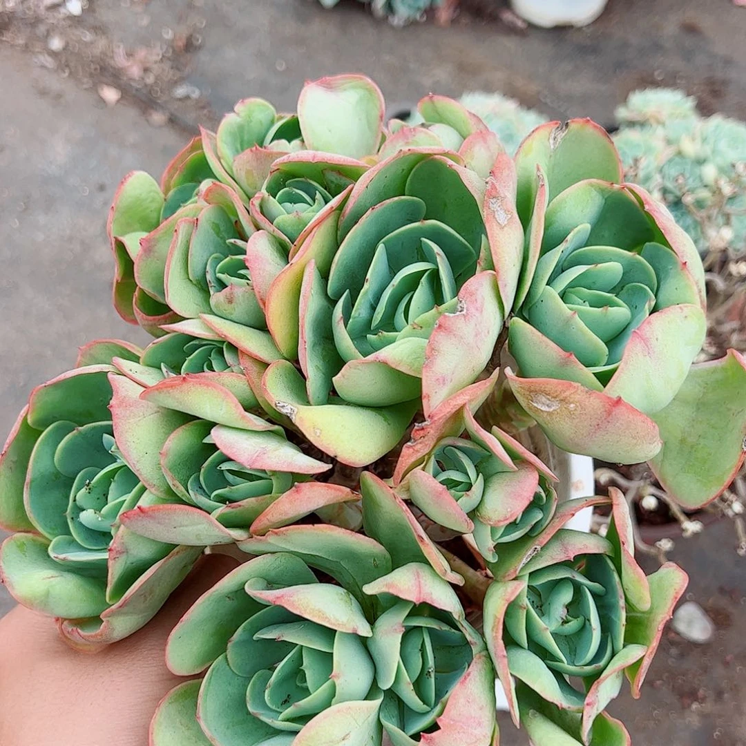 鸡蛋碧桃多头群生老桩