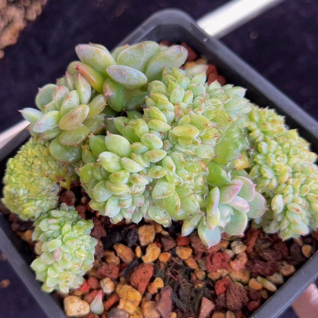 新年快乐 新年快乐 新年快乐