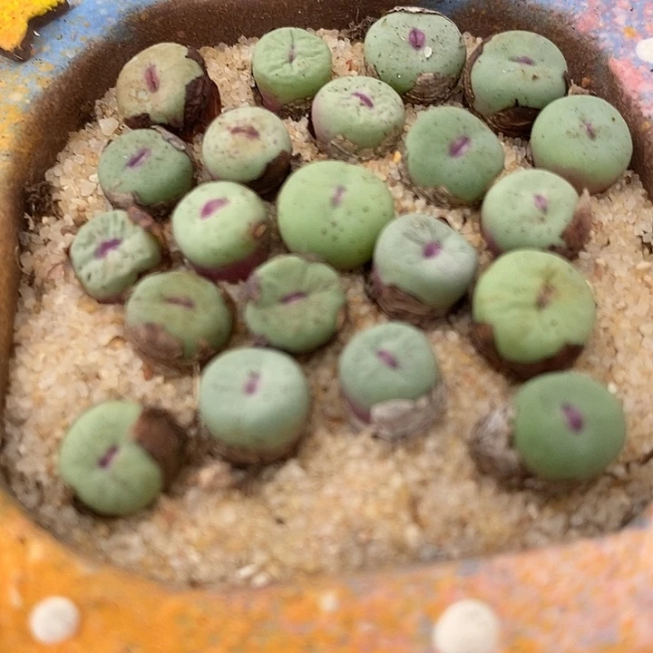 1380B小红嘴2颗。