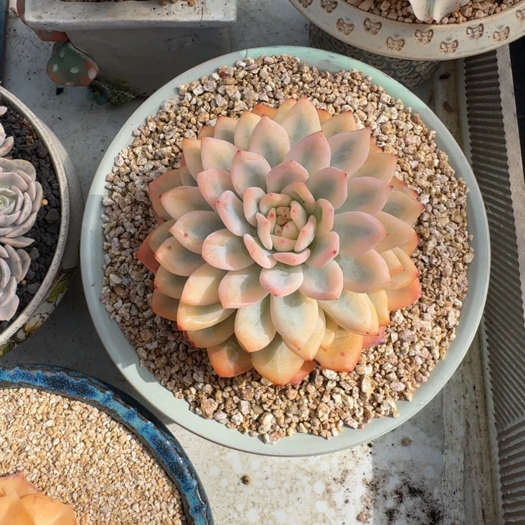 橙梦露 宽锦 一物一拍