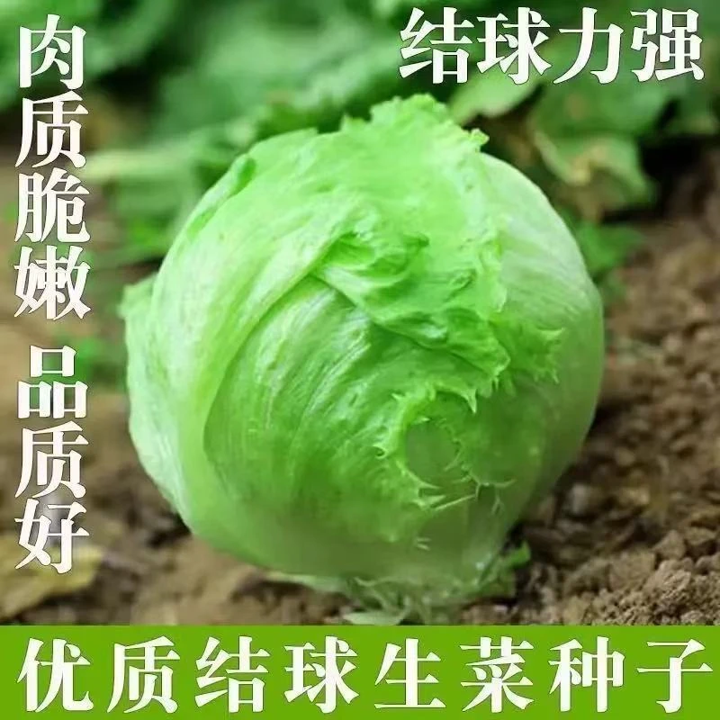 【全店任意满5包包邮】甜脆结球生菜种子蔬菜