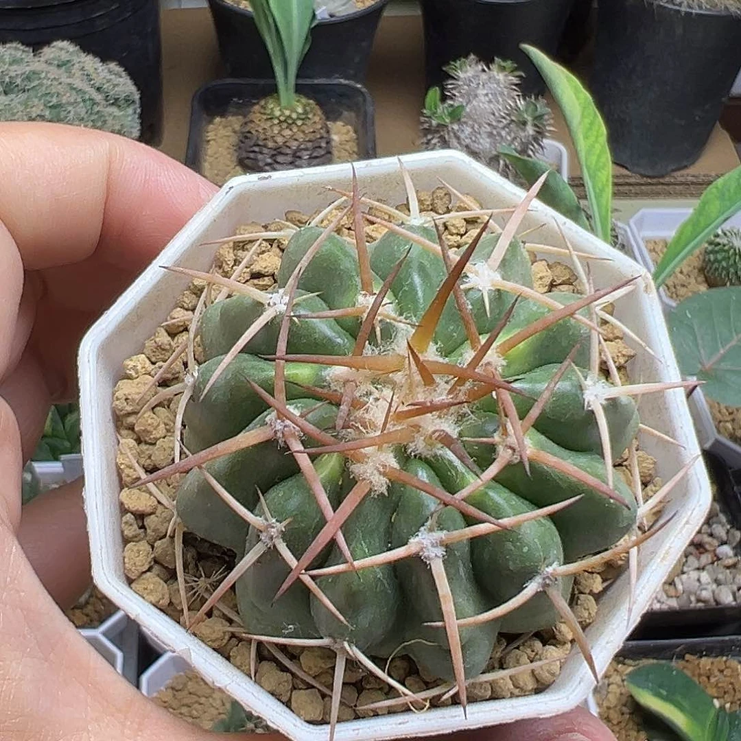 圆盘玉实生球一颗