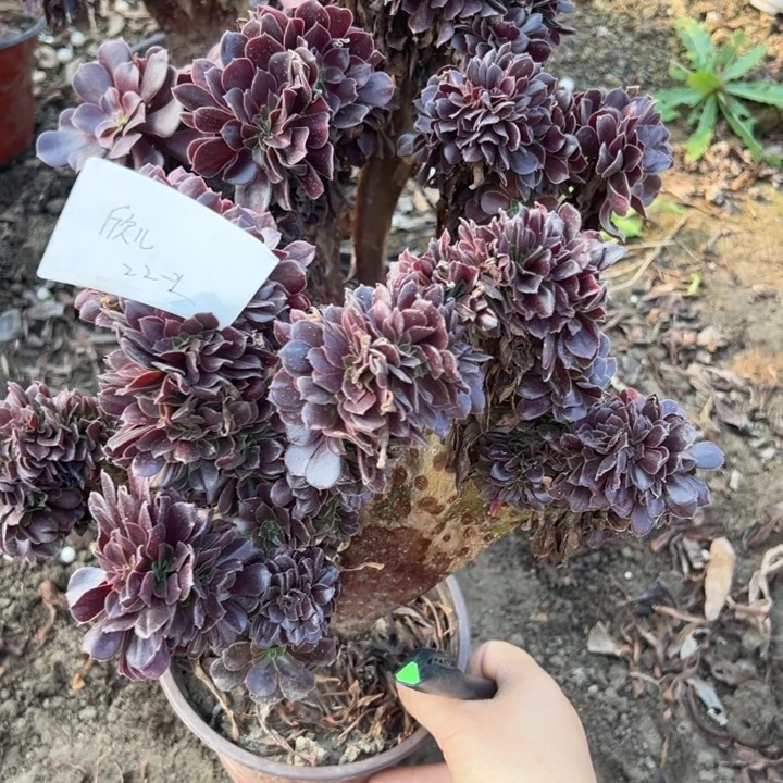 欣***儿欣儿2颗多肉植物，不包断头