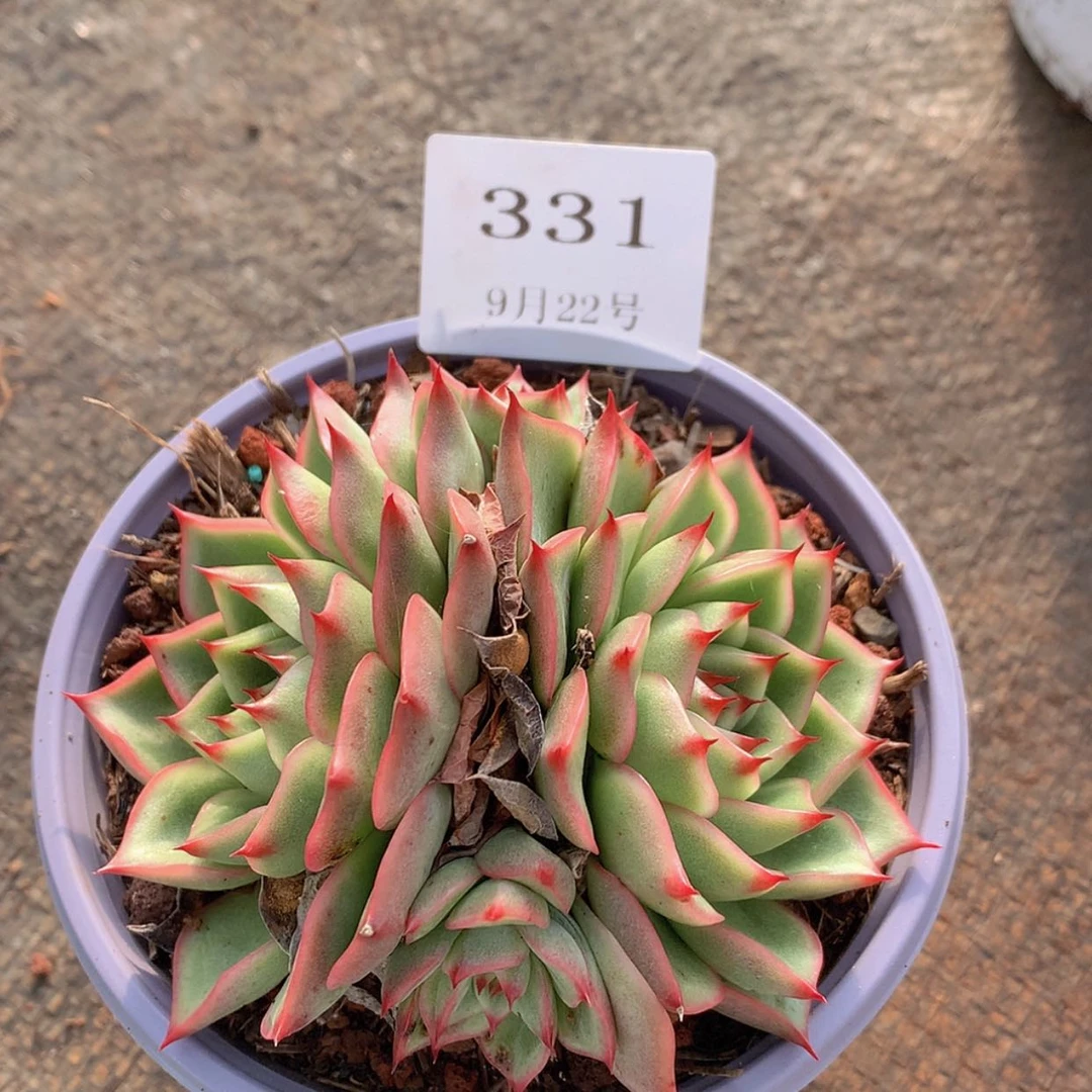 【闪购商品】云331号