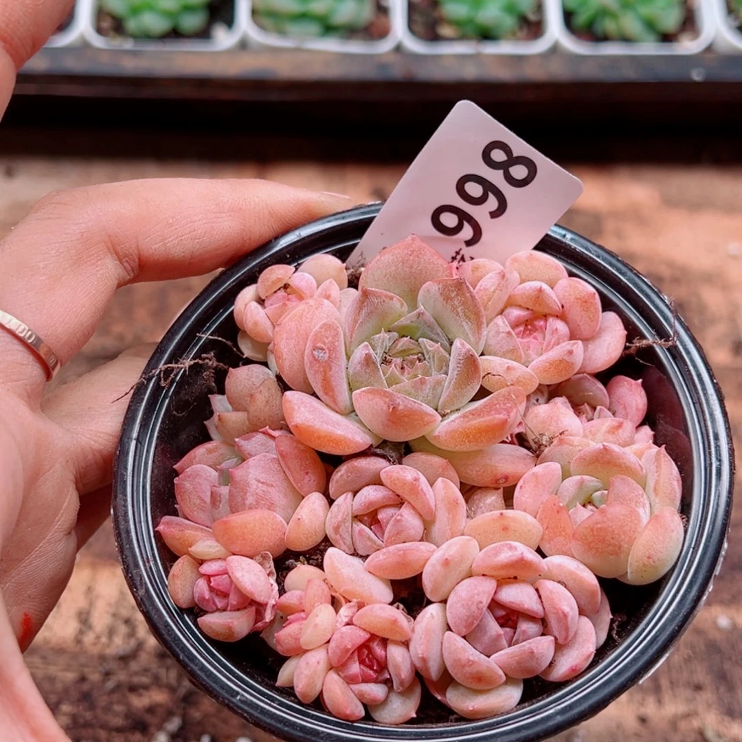 多肉植物多肉植物