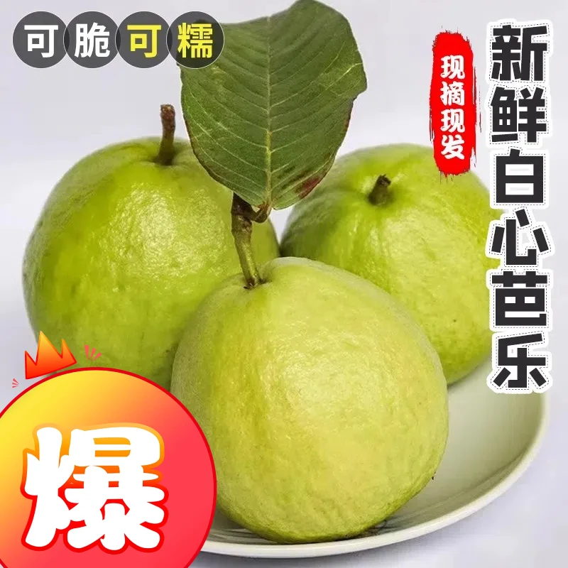 【早上摘下午发】 广东芭乐番石榴水果白树熟清甜珍珠乐产地直发