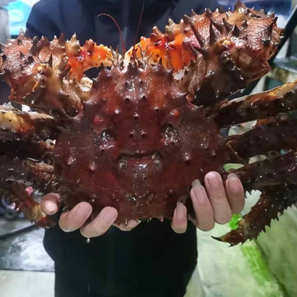 【鲜活帝王蟹 包活到家】花椒帝王蟹 顺丰空运特快 失水/脱水10%