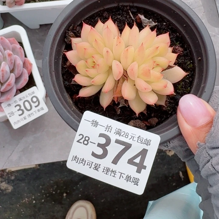 黄闪光无盆土发货多肉多