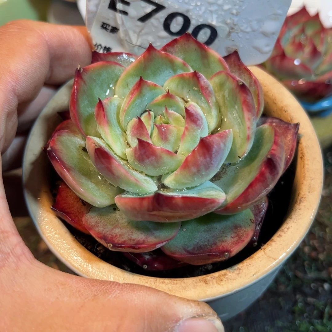 惊鸿一瞥的700号多肉