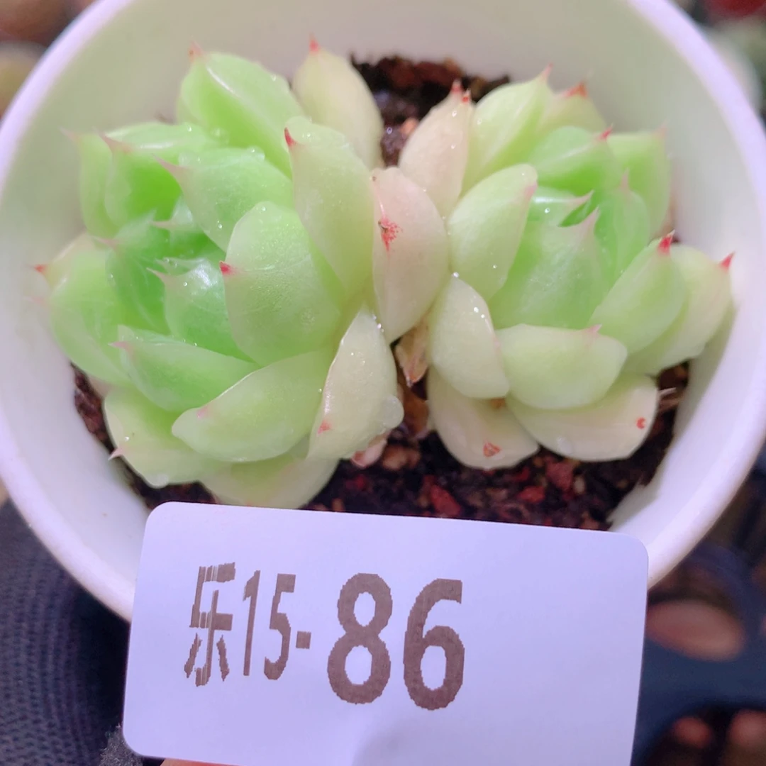 乐然15-86 麦秆双头