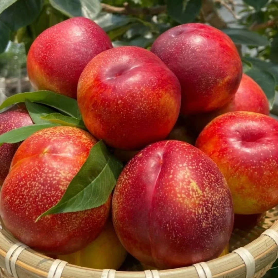 果园现摘大油桃【桃园现摘现发】5斤应季大桃子新鲜水果整箱包邮