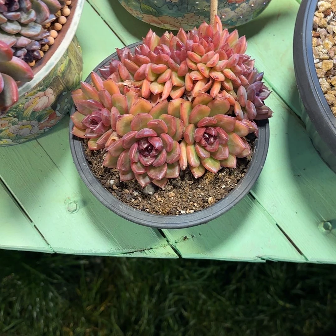 米*小小弟精品多肉卡地亚缀