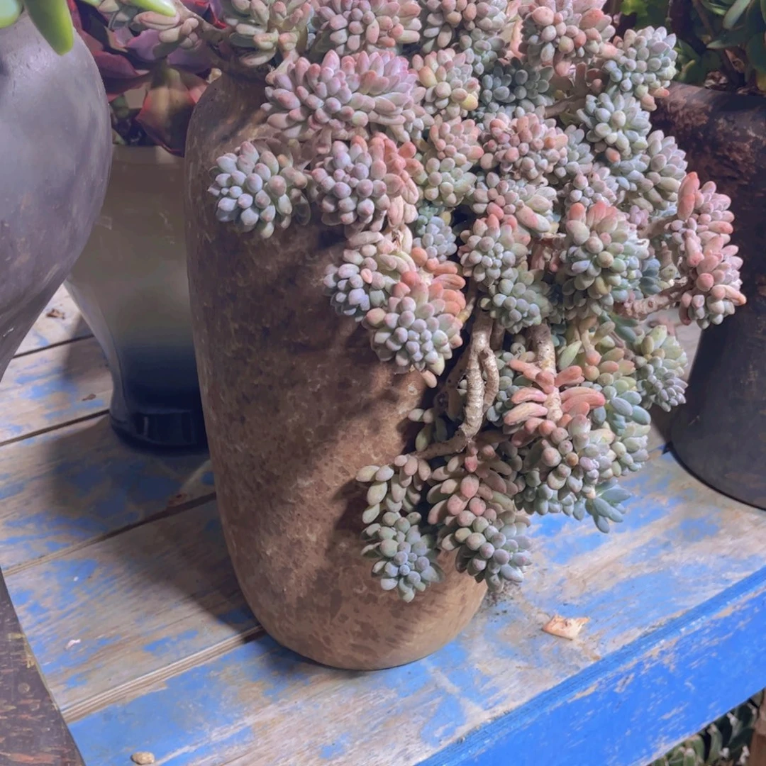 王***源多肉植物保护研究所所长一