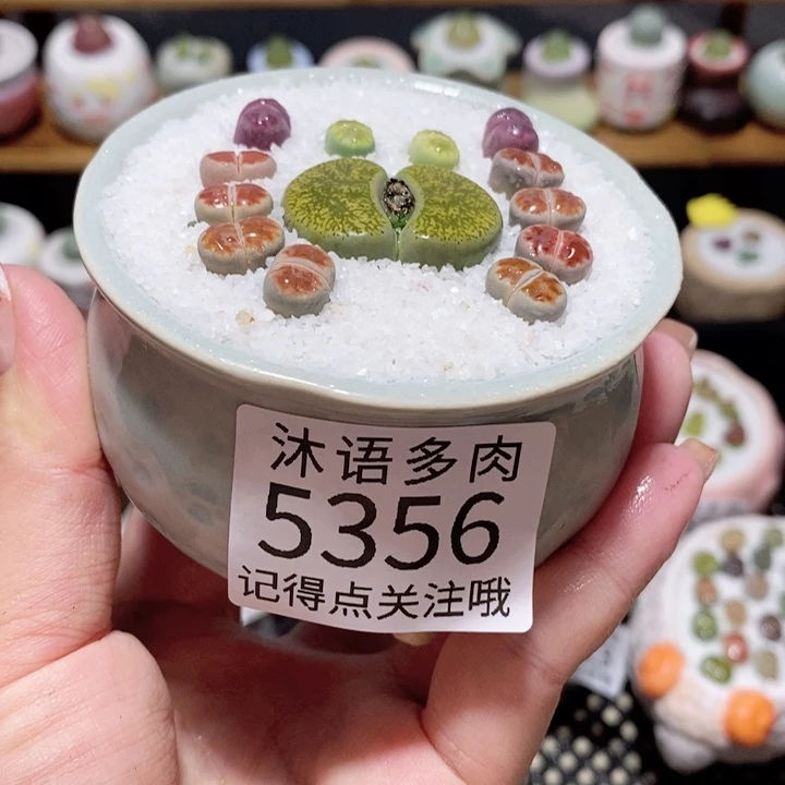 带盆土植物 一物一拍5356