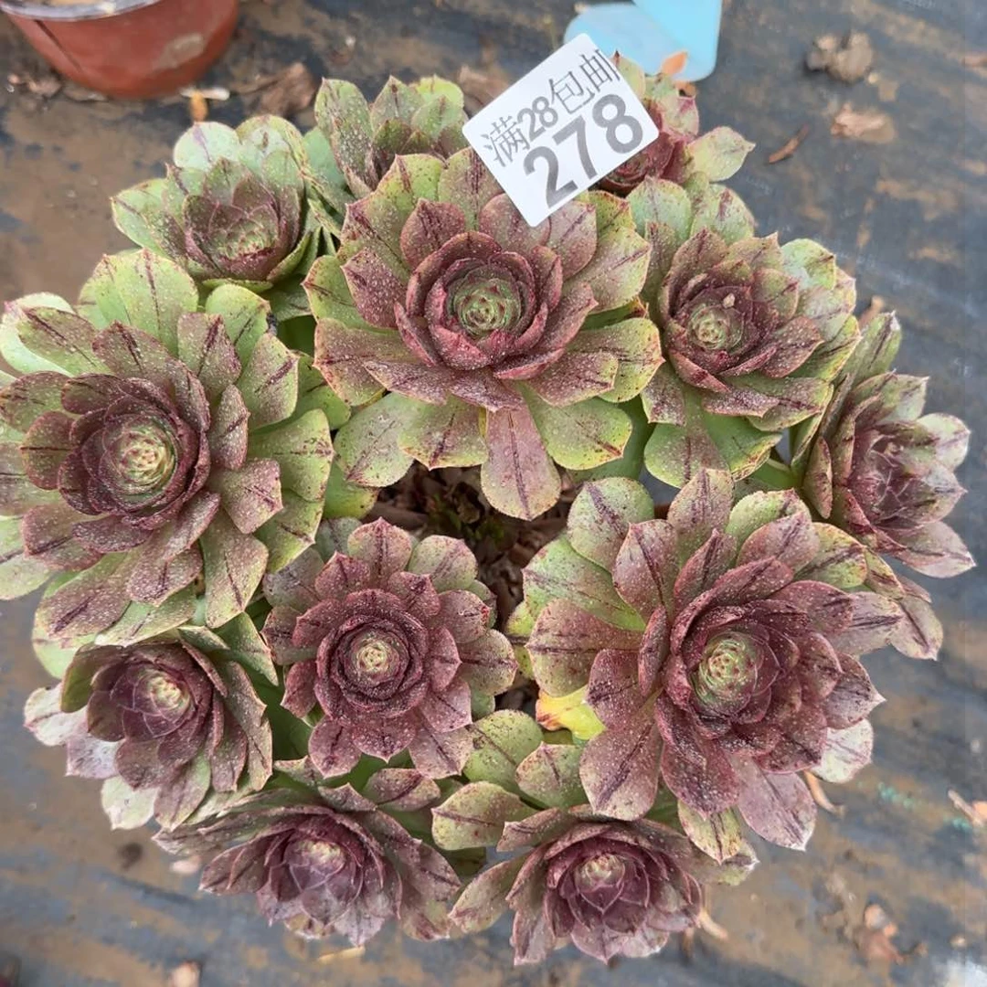 万拉丝多肉278满28包邮断枝不包