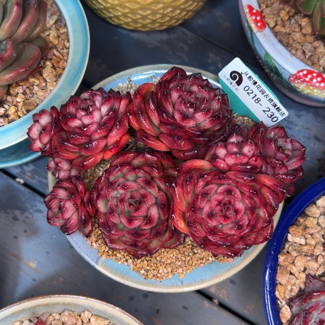 多肉一物一拍0218-230