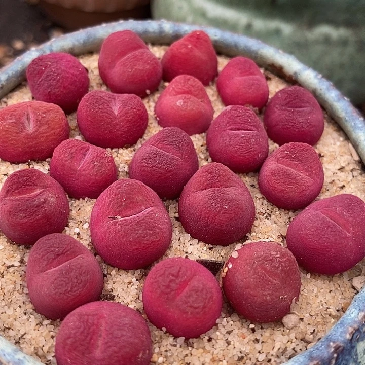 红樱桃一组两颗