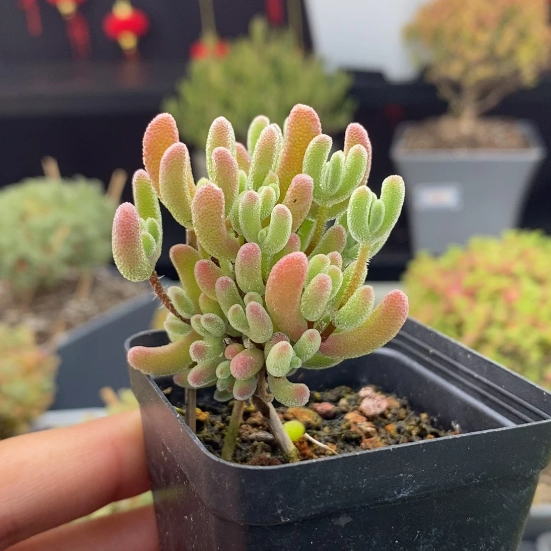 820号实生红叶枝干多肉