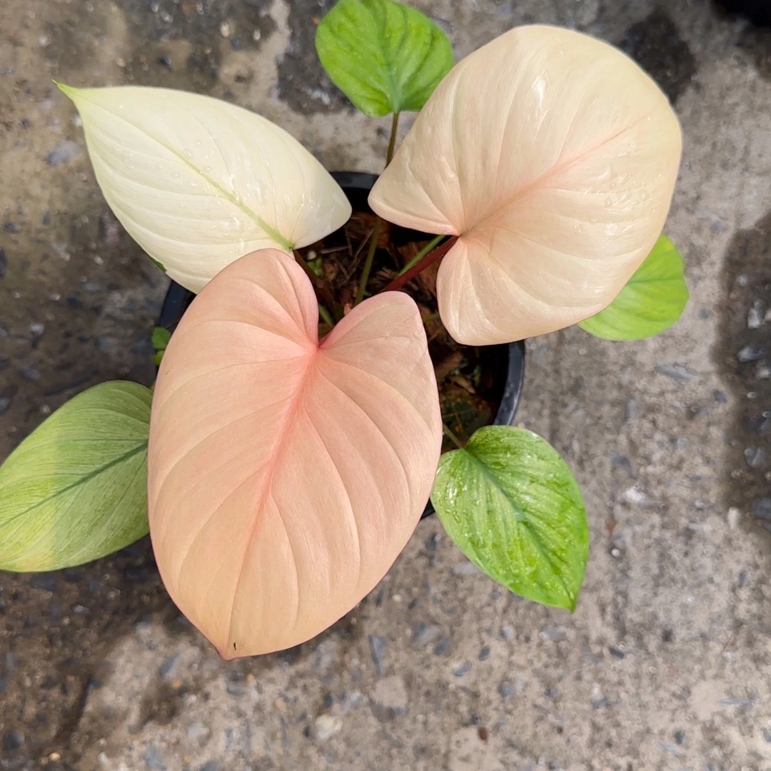 薄荷锦千年健R101-20260103