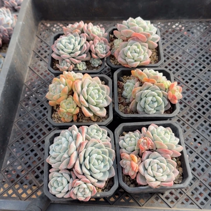 8厘米左右一物一拍的