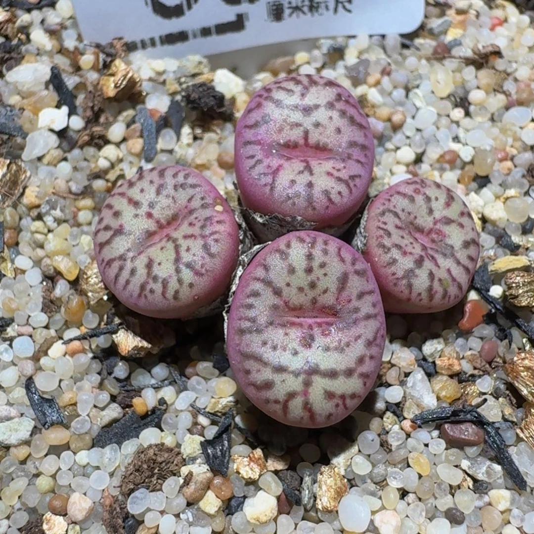 Zzzzz精品生石花331